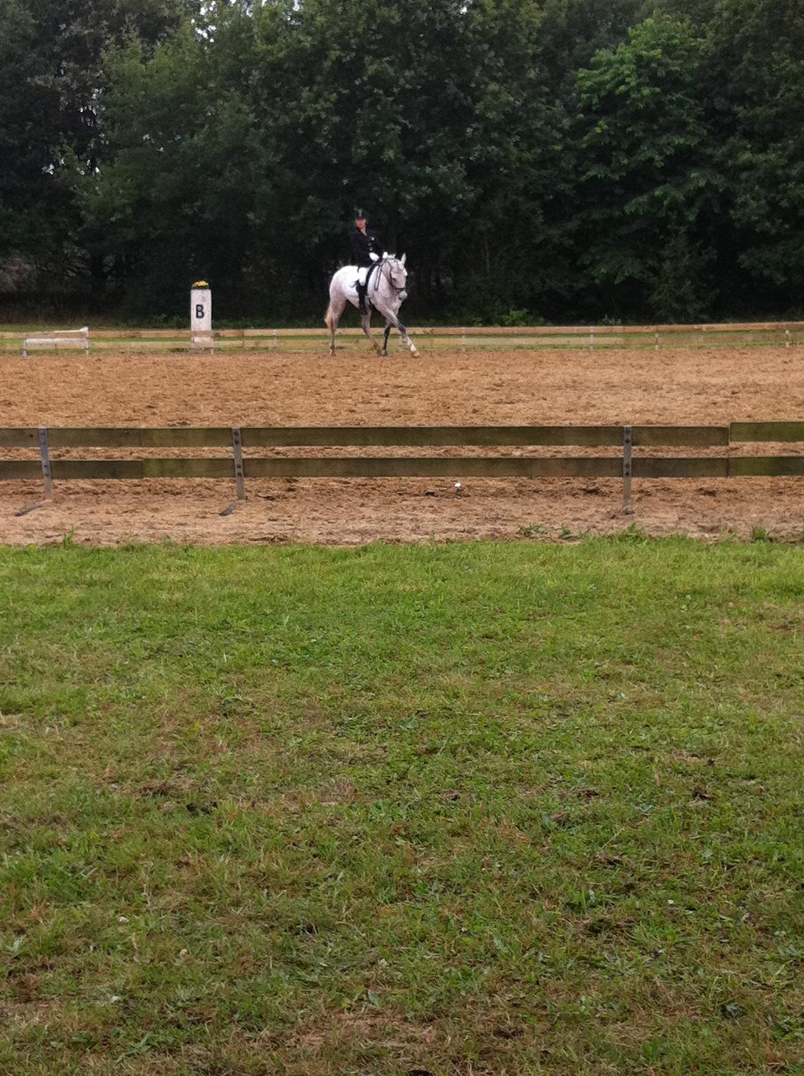 Welsh Pony (sec B) Fjorvangens Evian billede 9