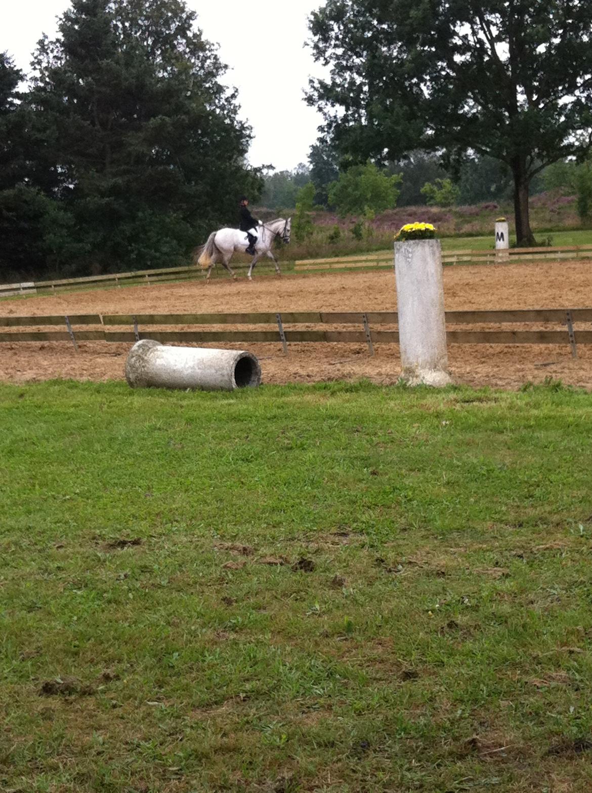Welsh Pony (sec B) Fjorvangens Evian billede 11