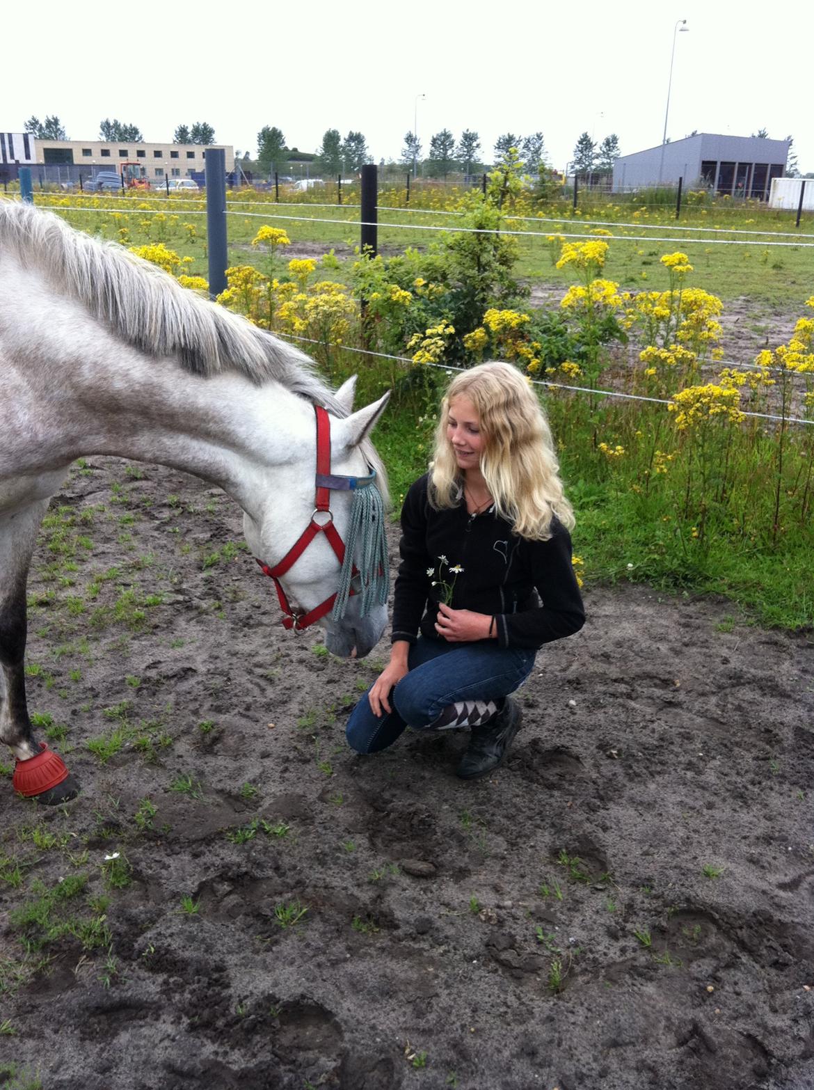 Welsh Pony (sec B) Fjorvangens Evian billede 12