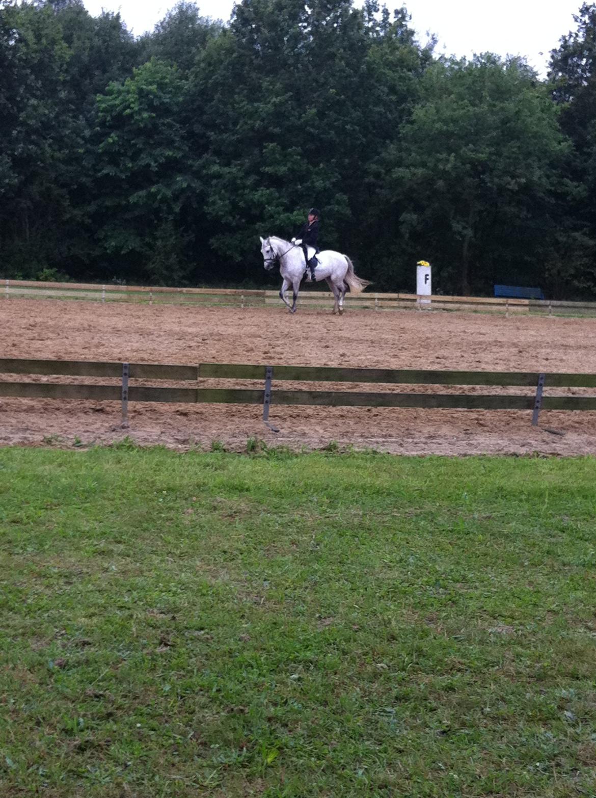 Welsh Pony (sec B) Fjorvangens Evian billede 13