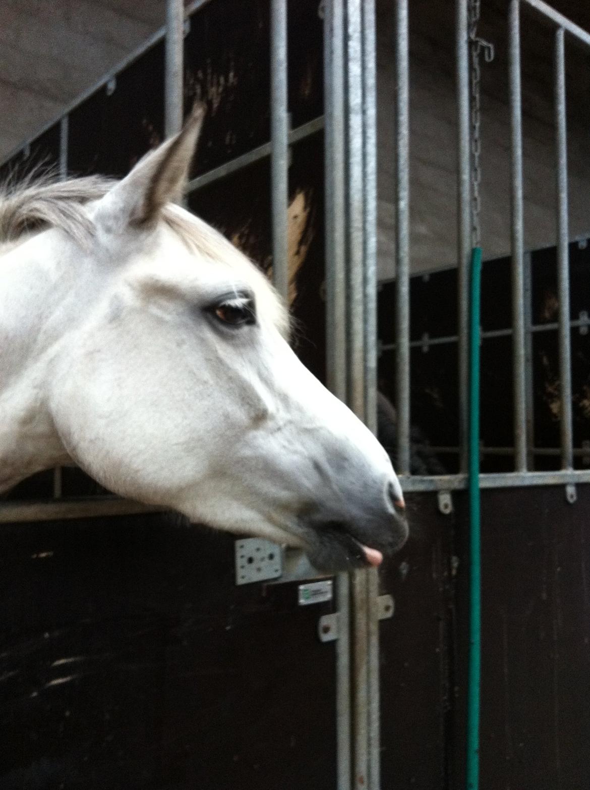 Welsh Pony (sec B) Fjorvangens Evian billede 14