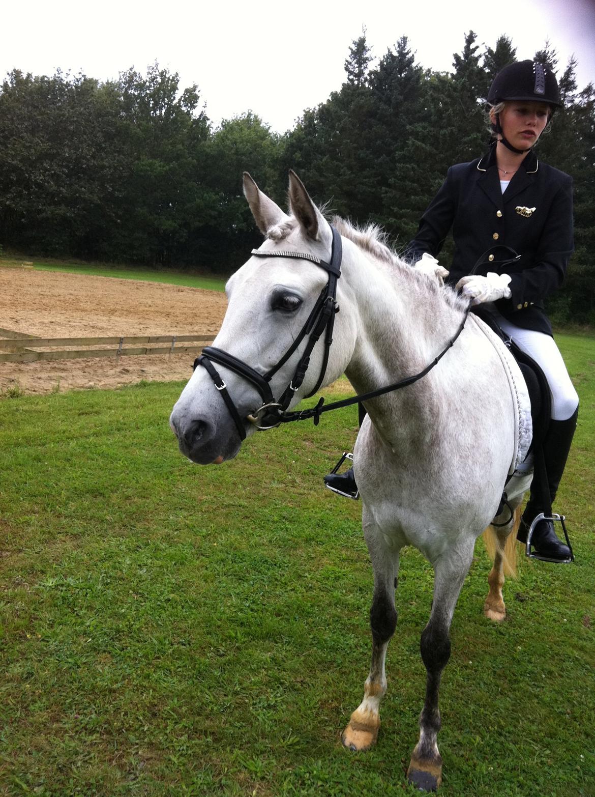 Welsh Pony (sec B) Fjorvangens Evian billede 16