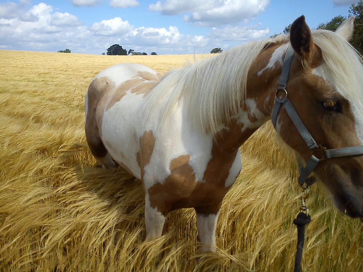 Irish Cob Crossbreed Ryttergaarden's Jiya (tidl. Tøsen) billede 8
