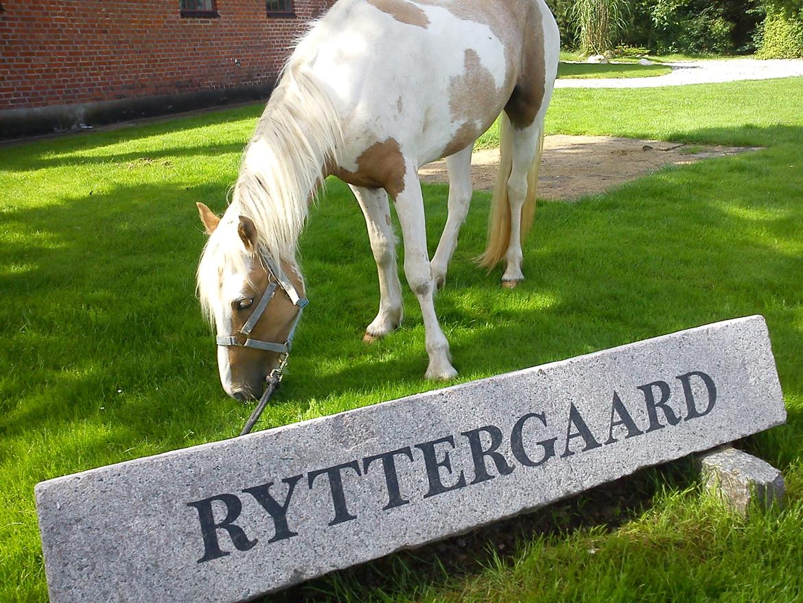 Irish Cob Crossbreed Ryttergaarden's Jiya (tidl. Tøsen) billede 9