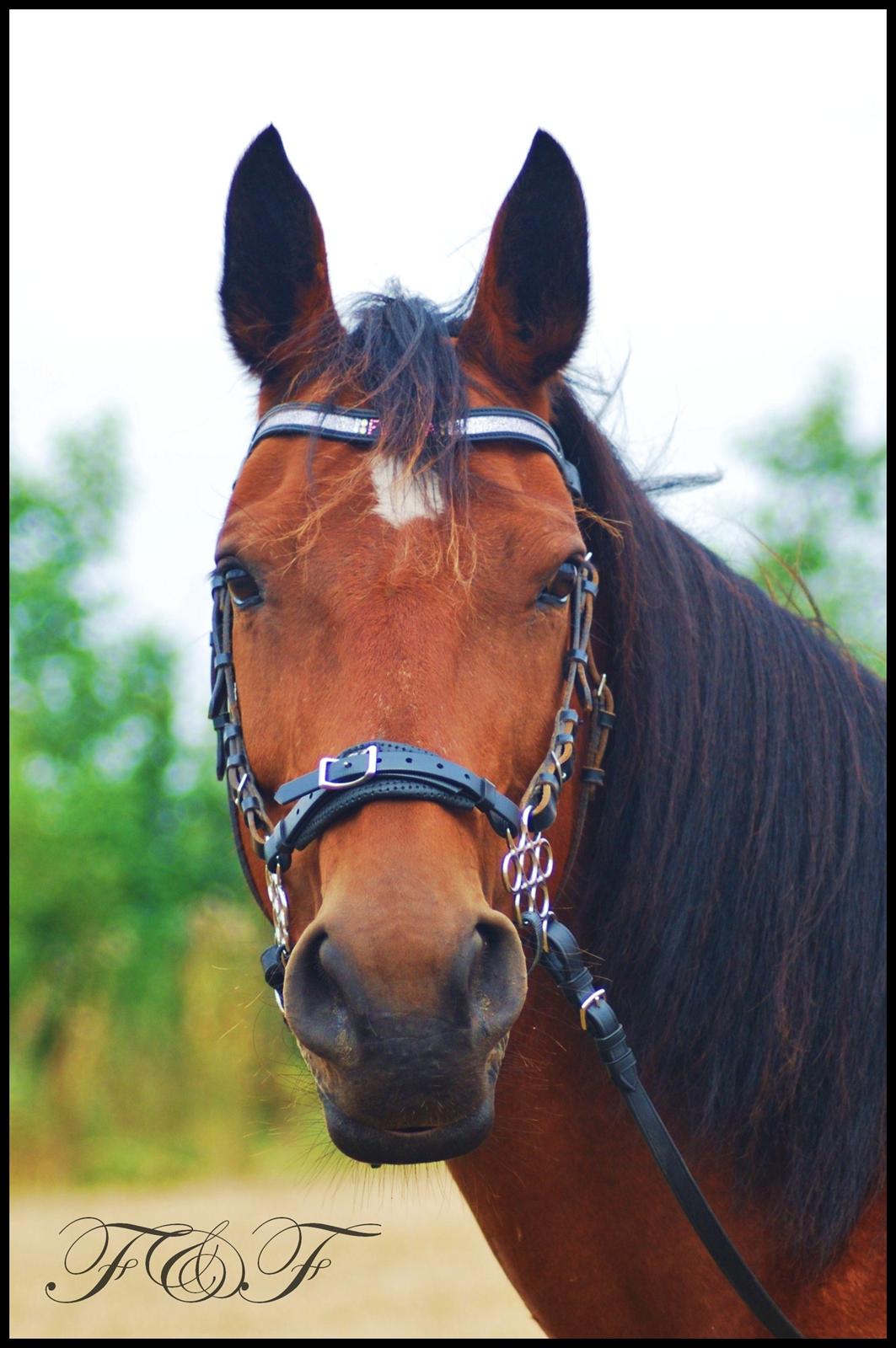 Anden særlig race Flicka <3 | Himmelhest  - "There is something about the outside of a horse that is good for the inside of a man." Winston Churchill billede 10