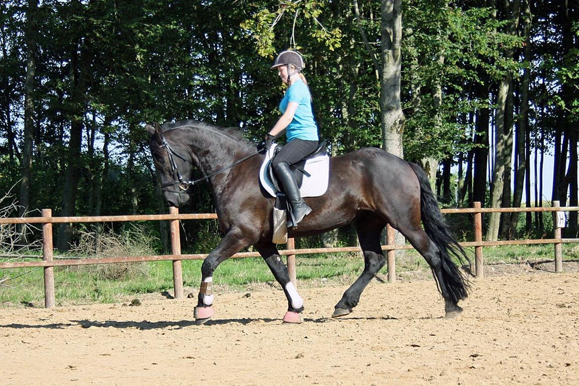 Frieser Roose billede 8