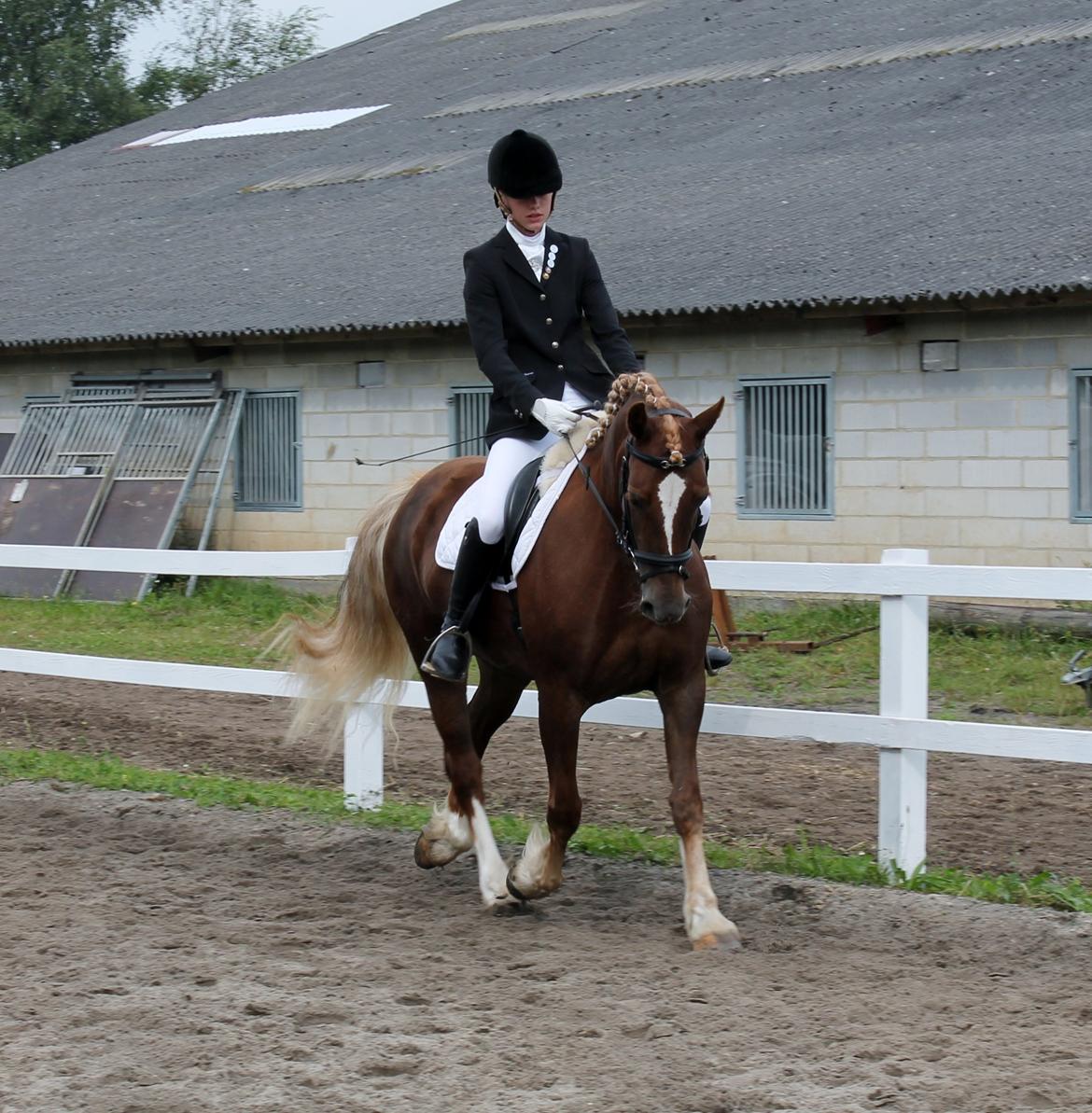 Welsh Cob (sec D) Sirius-S [Rider] - - 25/8-12, opvarmning til stævne i GDR. Vi vandt en 1. plads! :-D billede 8