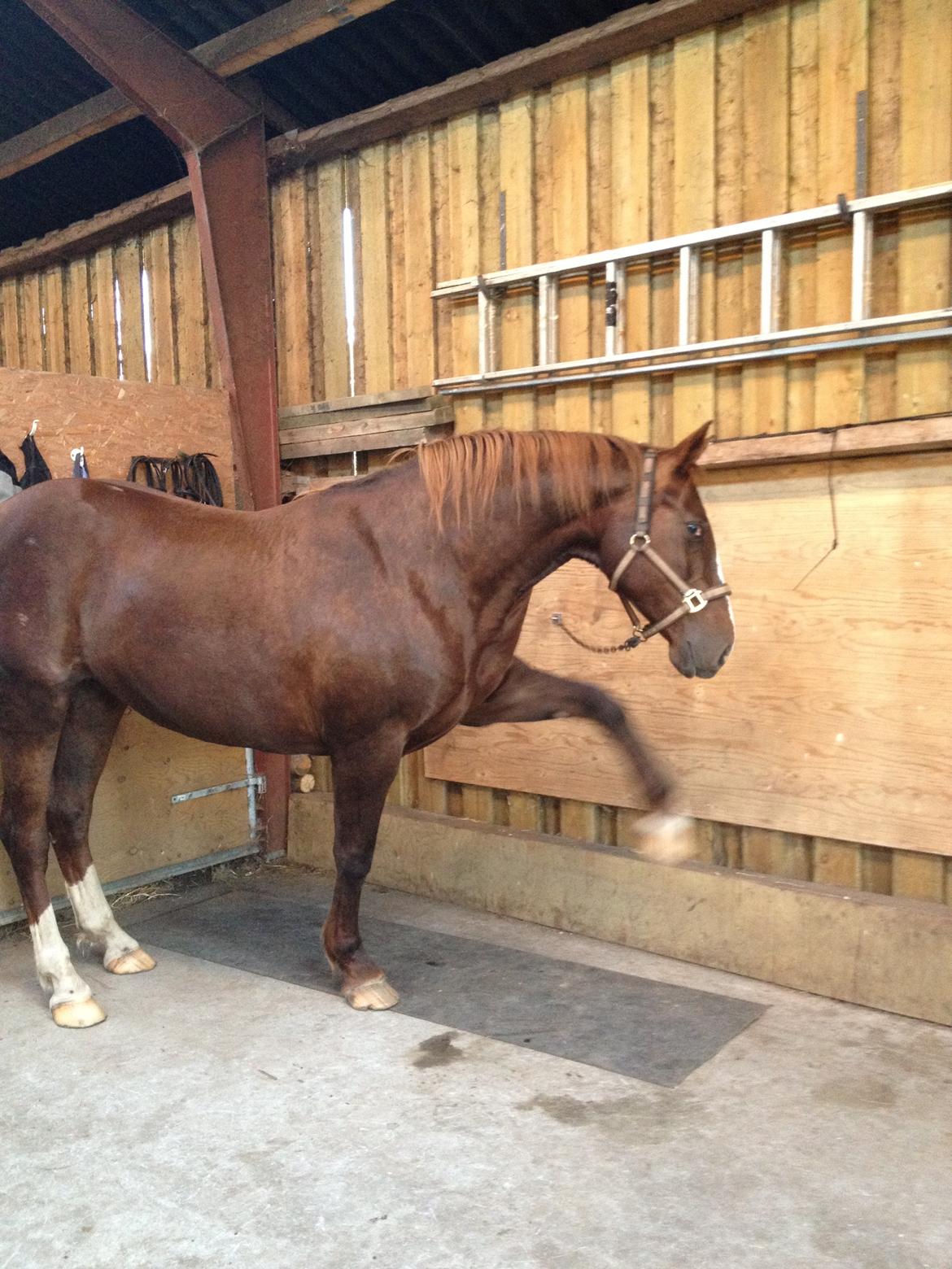 Anden særlig race Chanel billede 19