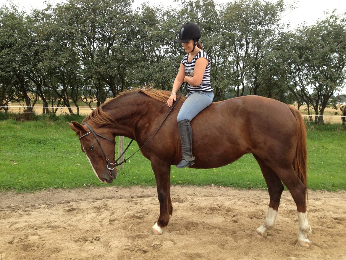 Anden særlig race Chanel billede 20