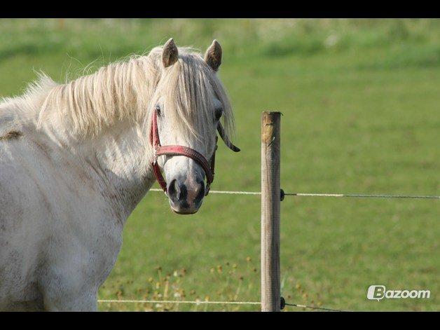 Welsh Pony (sec B) Speedy Gonzarles billede 10