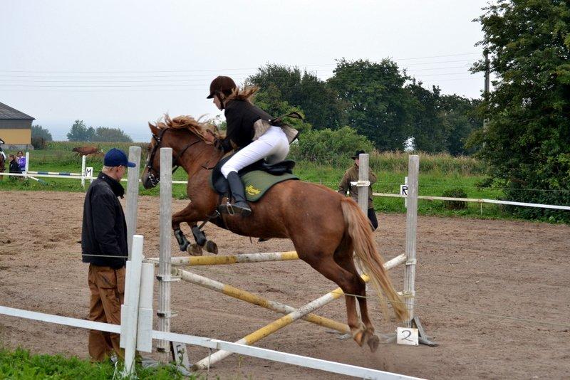 Anden særlig race Poffi ( verdens sødeste pony ) billede 9