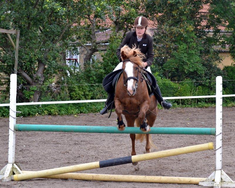 Anden særlig race Poffi ( verdens sødeste pony ) billede 16