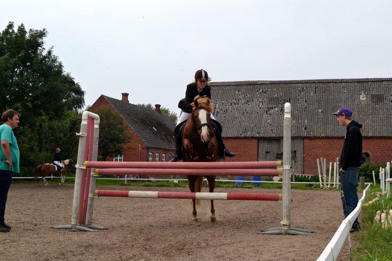 Anden særlig race Poffi ( verdens sødeste pony ) billede 6