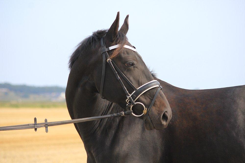 Oldenborg Bianca af Tanderup (Gippe'sen) billede 2