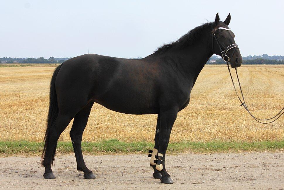 Oldenborg Bianca af Tanderup (Gippe'sen) billede 1