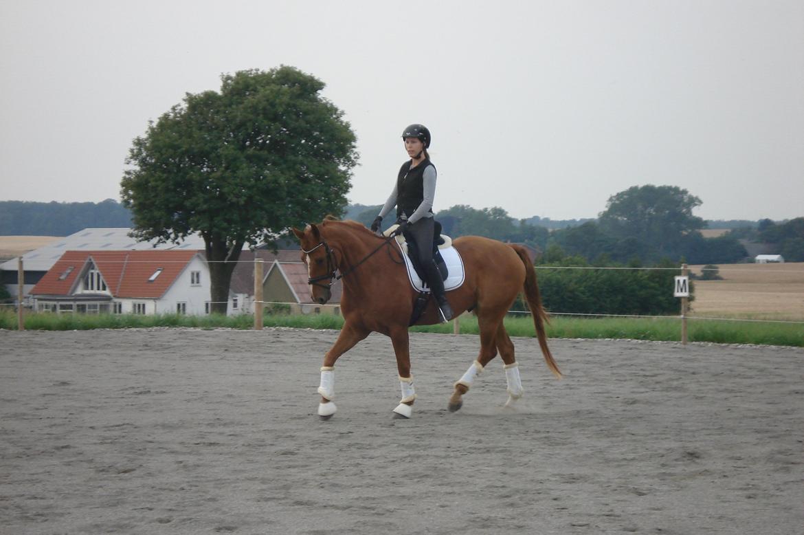 Hannoveraner | Werber Welt - Dressurtræning d. 7/8-12... billede 1