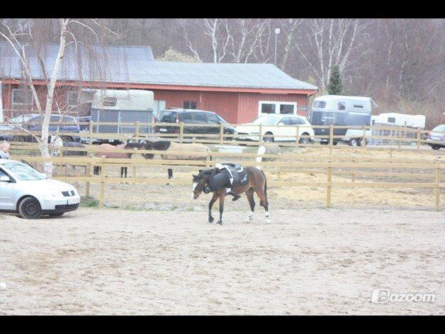 Irsk Sportspony Carlton Beyonce - Falder af efter første spring :.( billede 3