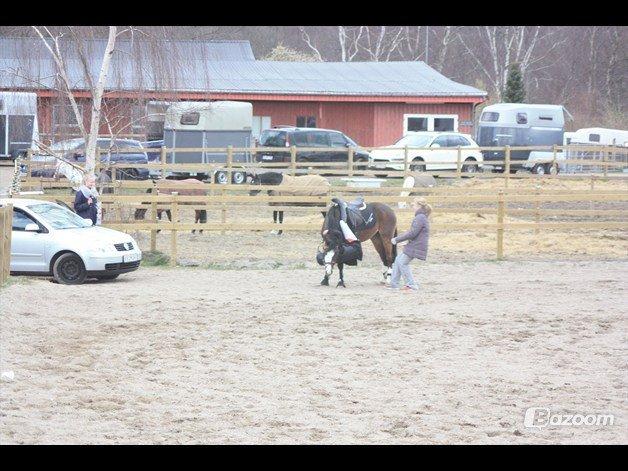 Irsk Sportspony Carlton Beyonce billede 4