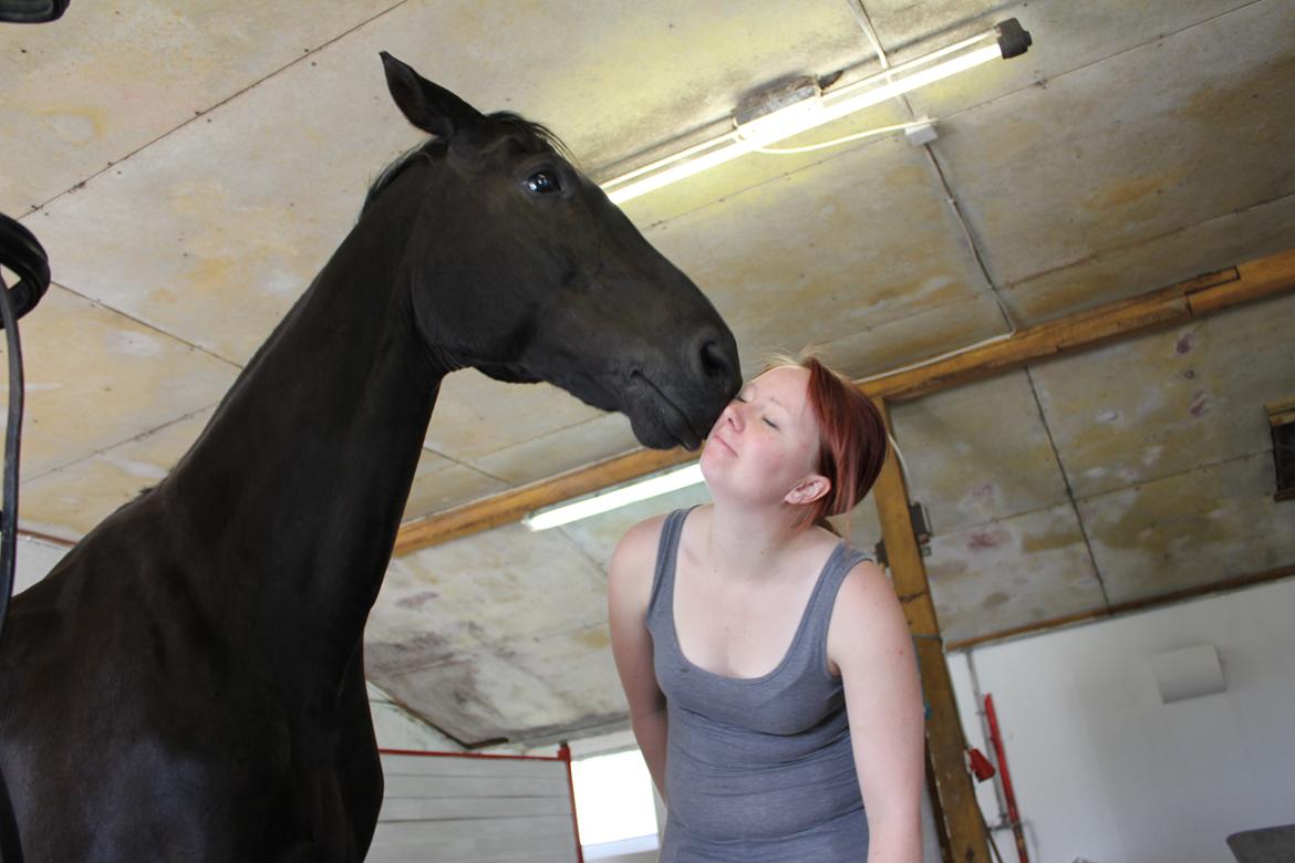 Dansk Varmblod Zippo - Dejlig mysser :) billede 15