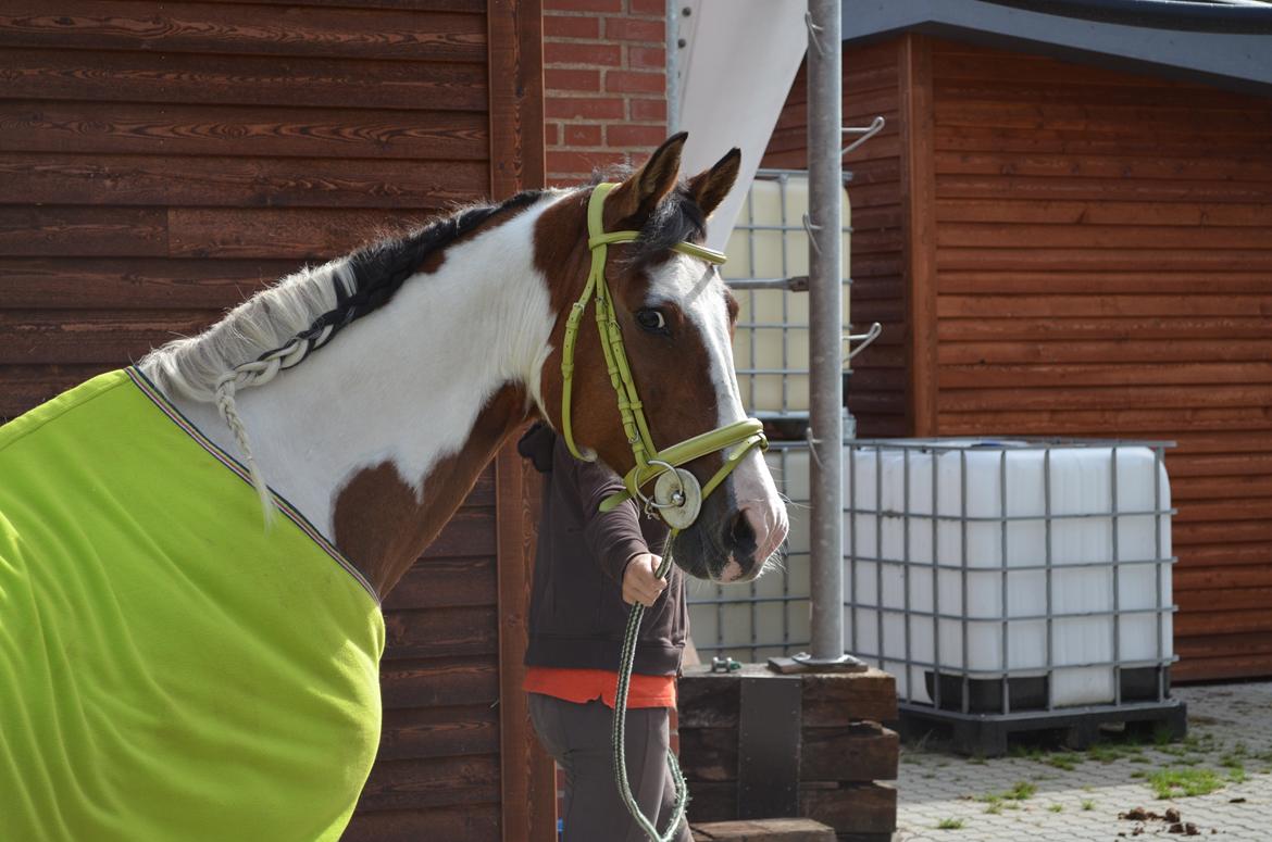 Anden særlig race Marry Poppins billede 17