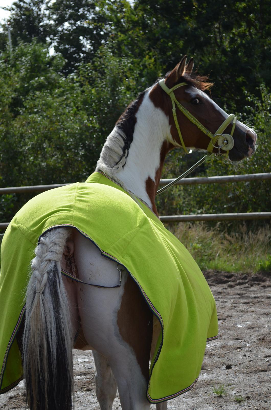 Anden særlig race Marry Poppins billede 19