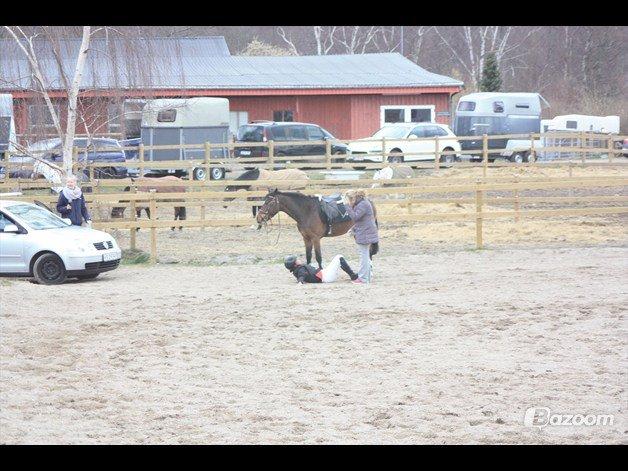 Irsk Sportspony Carlton Beyonce - Der ser i så mig der ligger på jorden ;.) billede 5
