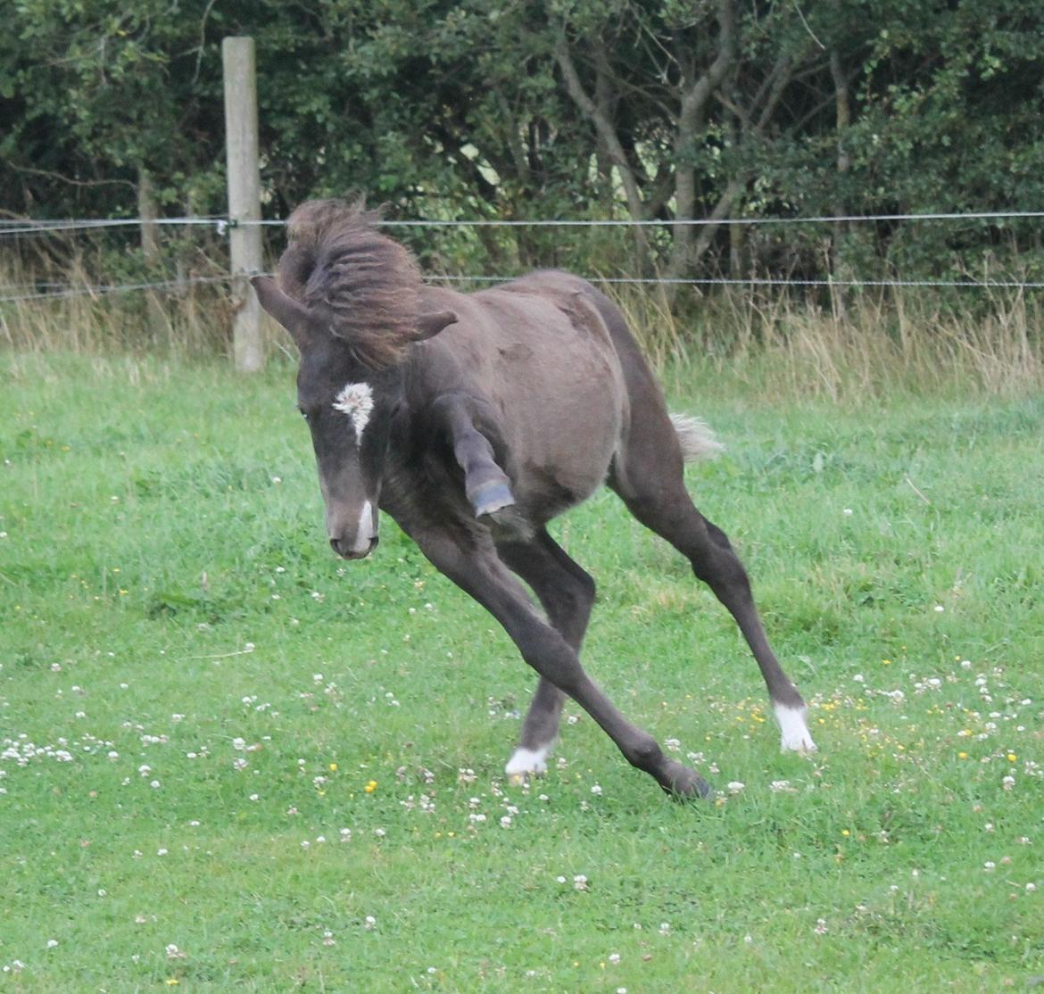 Islænder Villirós fra Vang billede 3