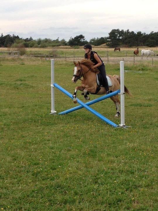 DSP Wissinggaards Dornik Special<3 - Ih hvor er du god skat<3 billede 6