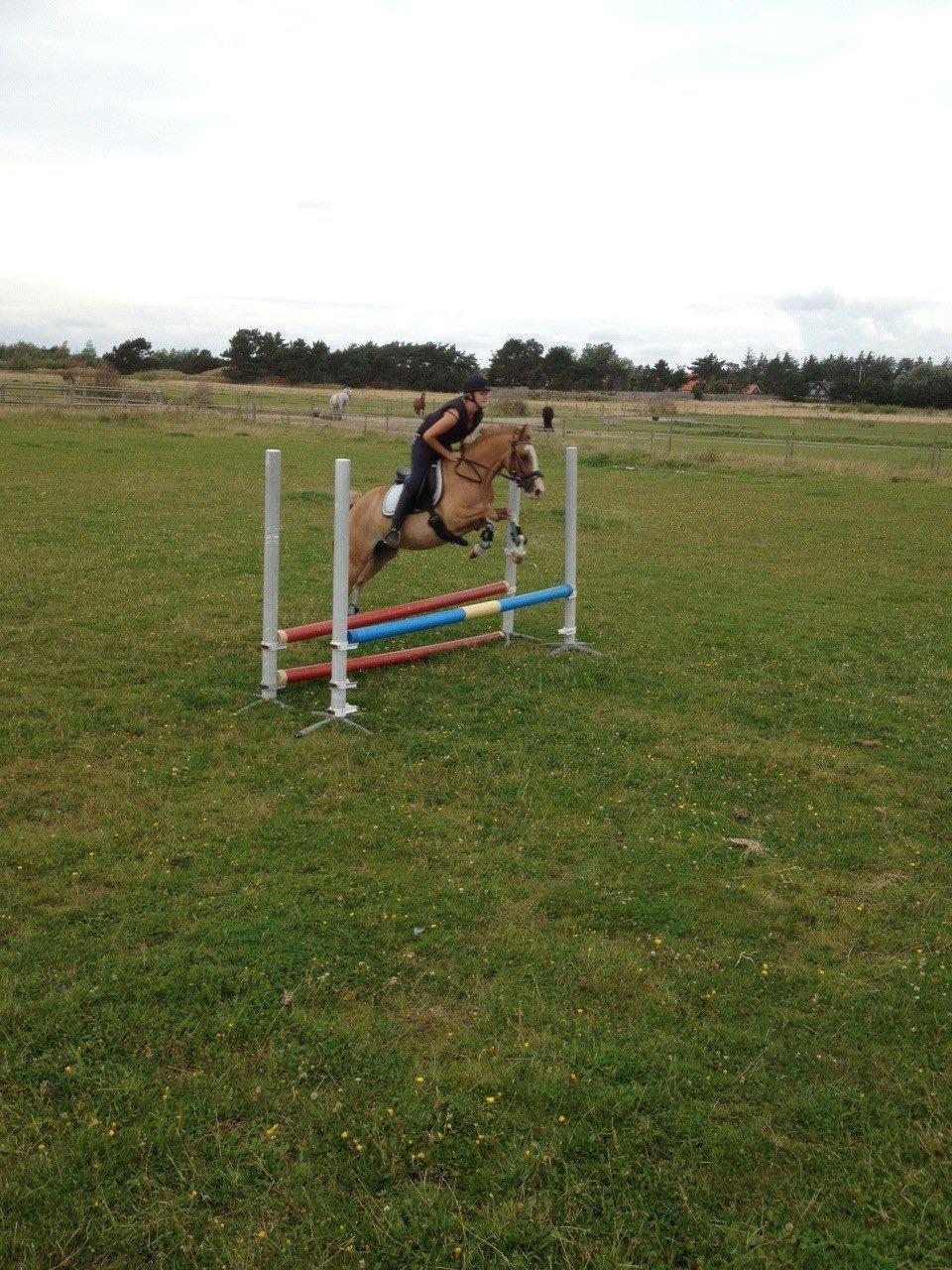 DSP Wissinggaards Dornik Special<3 - Du elsker skam at springe<3 billede 7