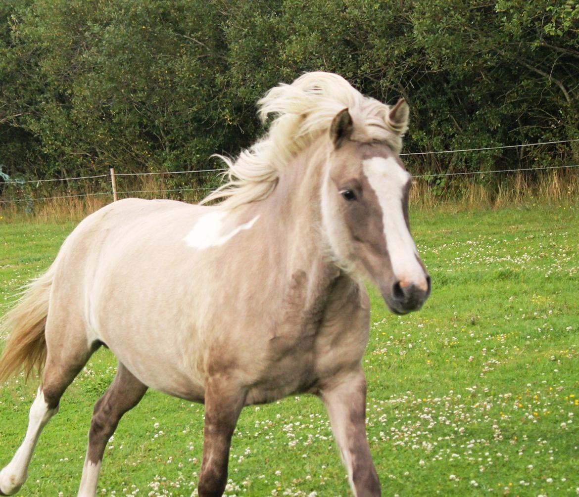 Islænder Fína fra Stald Prahl billede 17