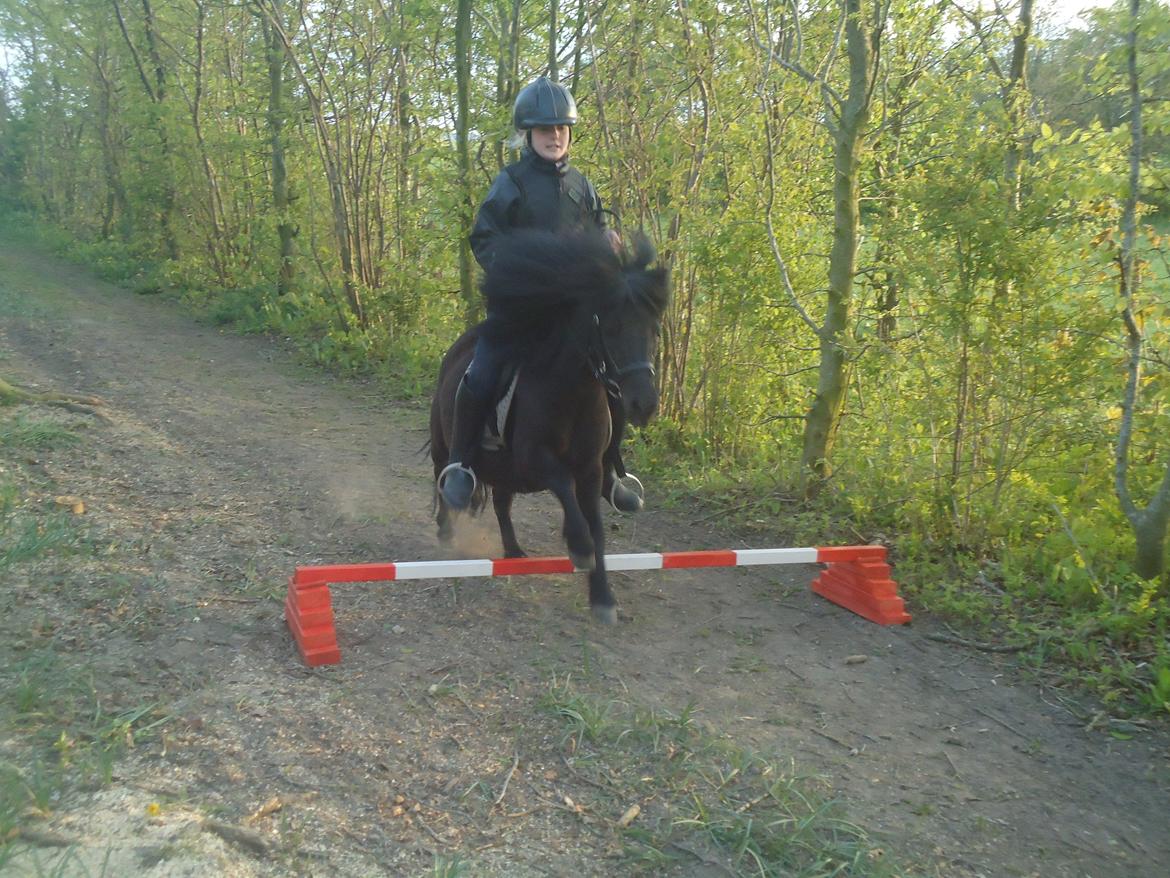 Shetlænder Rikke!<3 - Rikke springer! :D billede 3