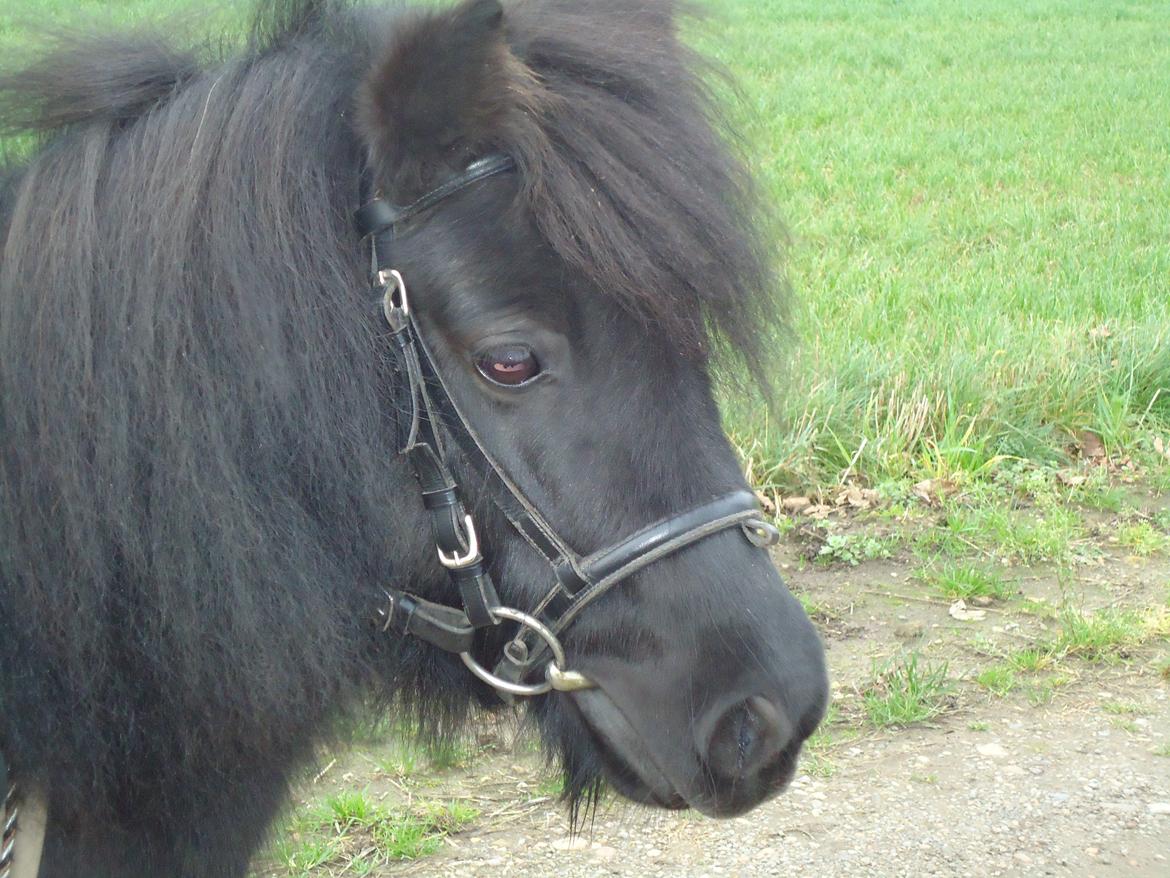 Shetlænder Rikke!<3 - uld totten Rikke! :) billede 5