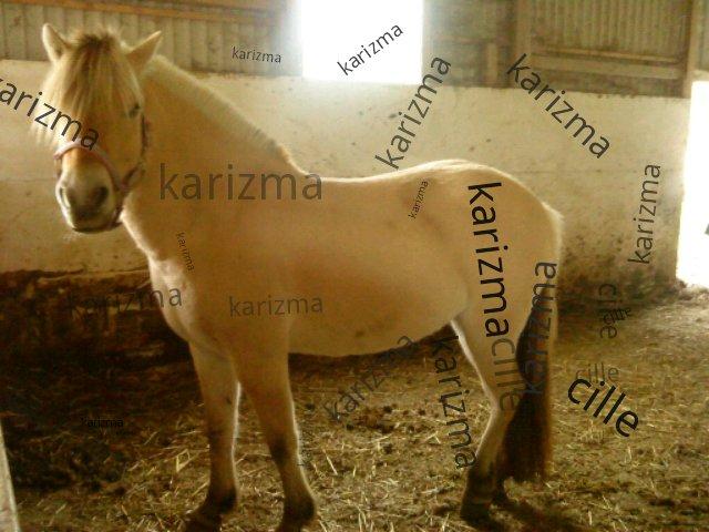 Fjordhest ROMOSSES Komma Karizma billede 12