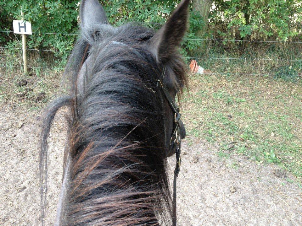 Fell pony Bakkely's Bella *Prinsessen* SOLGT:'( - 2. gang i sidepull!! Taget oppefra d. 25 August 2012 <3 billede 9