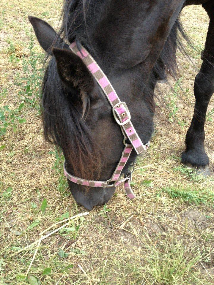 Fell pony Bakkely's Bella *Prinsessen* SOLGT:'( - "Uhhmm dejligt med lidt græs" billede 10