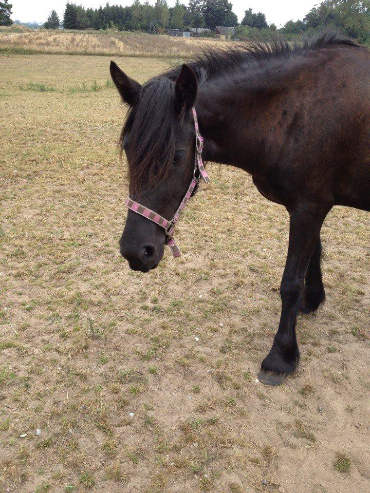 Fell pony Bakkely's Bella *Prinsessen* SOLGT:'( - So beautiful!!<3:-* billede 11