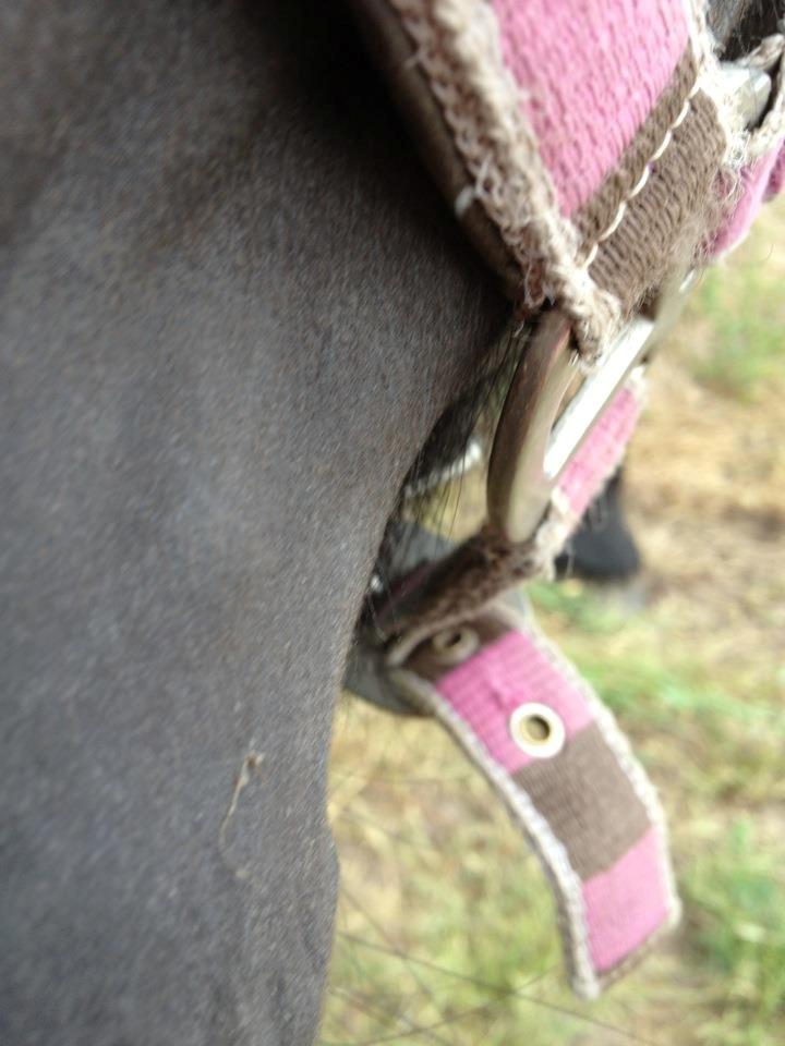 Fell pony Bakkely's Bella *Prinsessen* SOLGT:'( - You're so curious!<3 billede 12