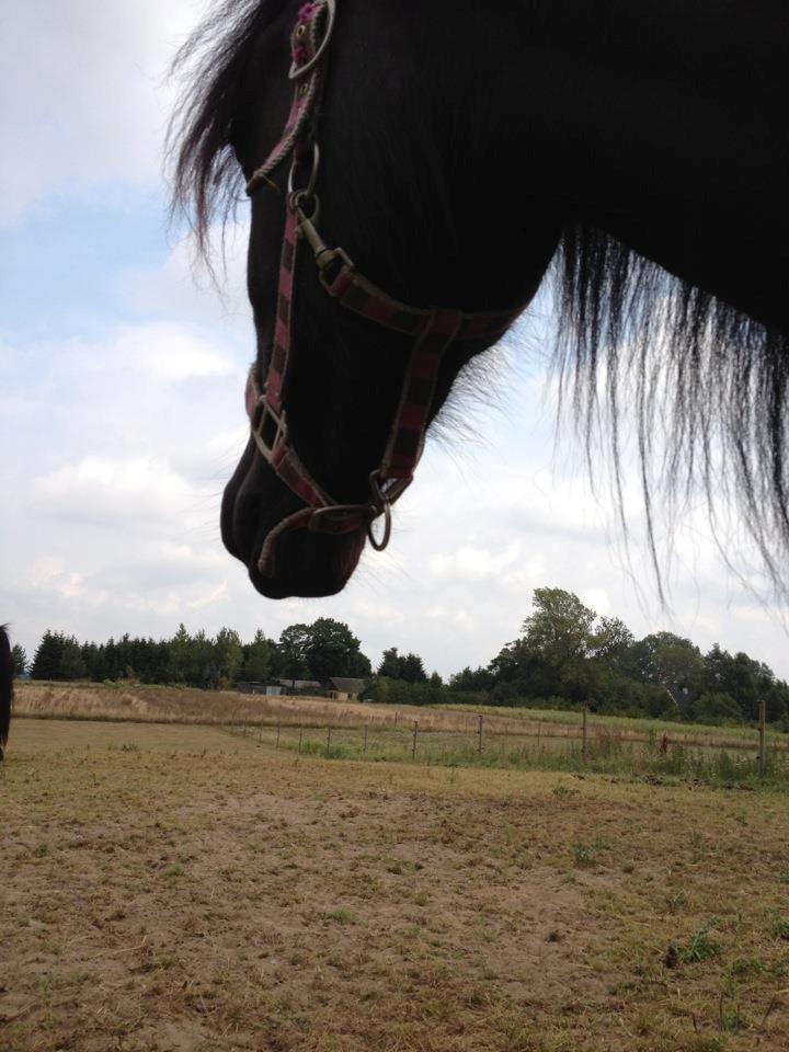 Fell pony Bakkely's Bella *Prinsessen* SOLGT:'( - My Pretty Girl!!<3:-* billede 13