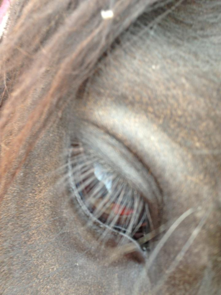 Fell pony Bakkely's Bella *Prinsessen* SOLGT:'( - Youre eyes..... They are so peaceful!.....<3<3 billede 14