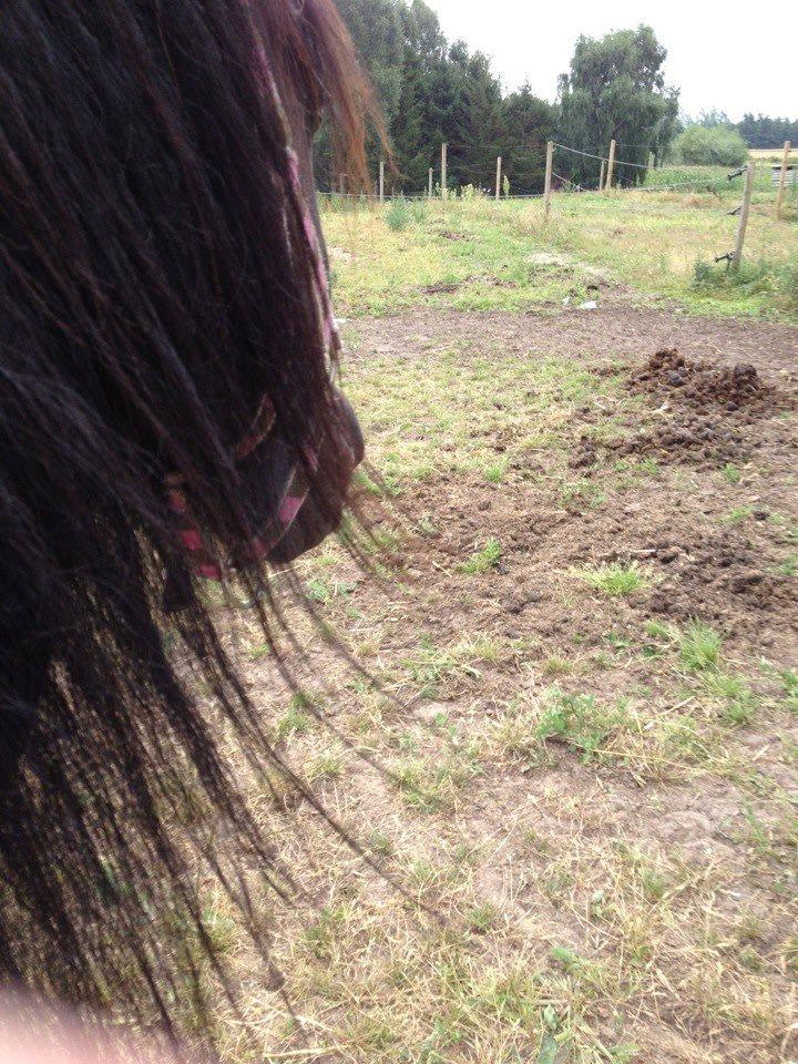 Fell pony Bakkely's Bella *Prinsessen* SOLGT:'( - You are my Angel!!<3:-* billede 15