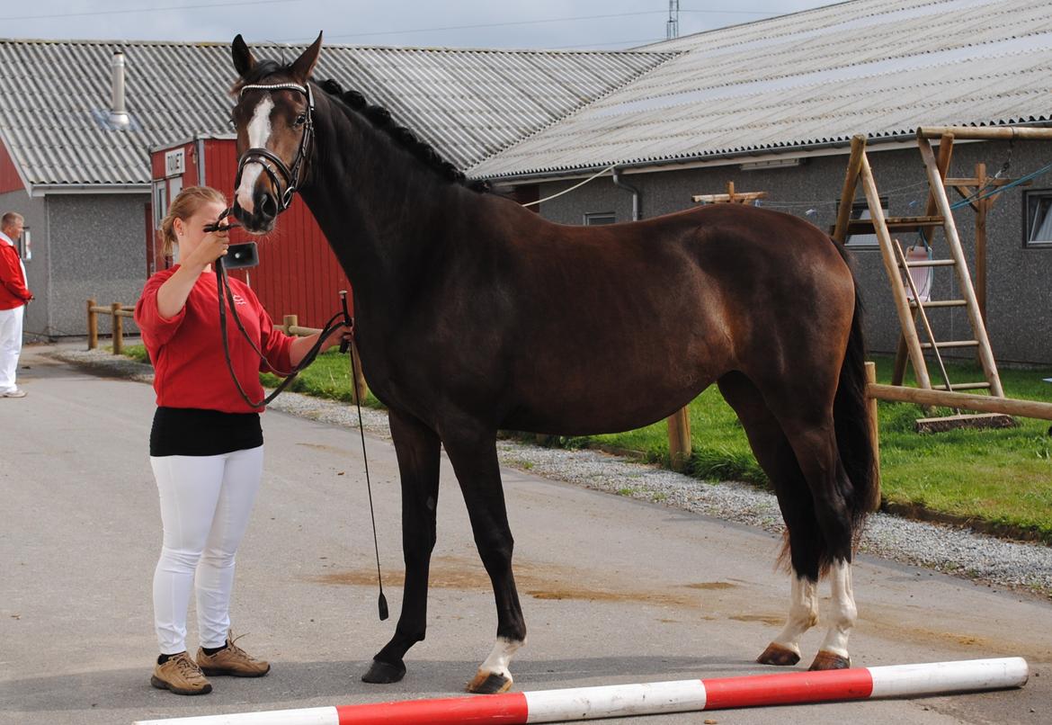 Dansk Varmblod Søballegårds Domina billede 17