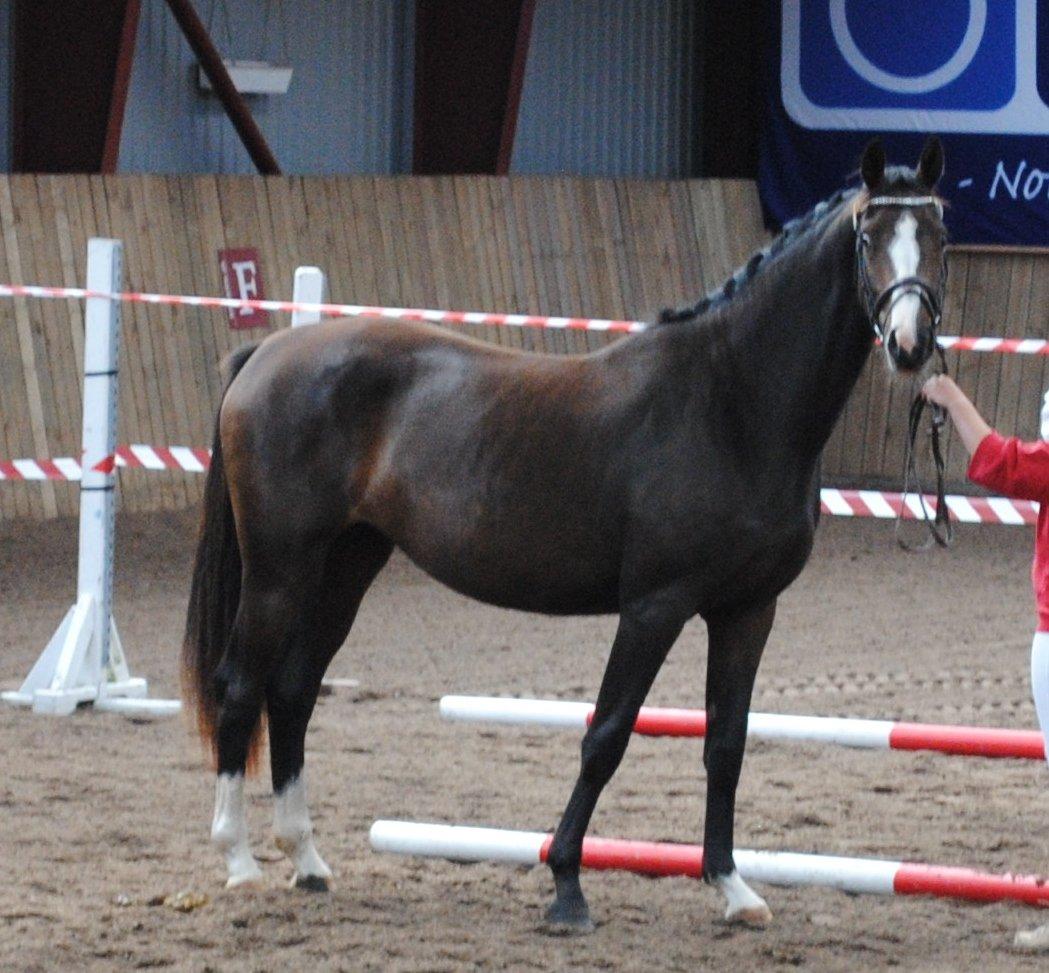 Dansk Varmblod Søballegårds Domina billede 18