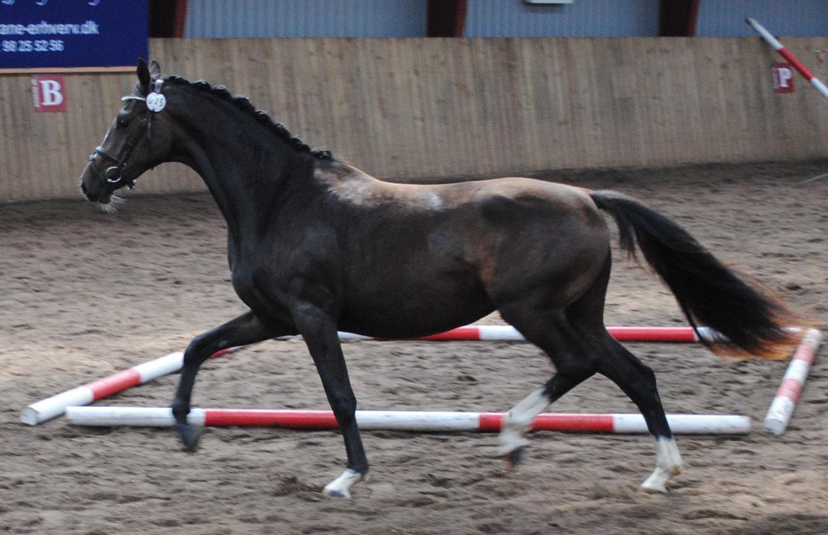 Dansk Varmblod Søballegårds Domina billede 19