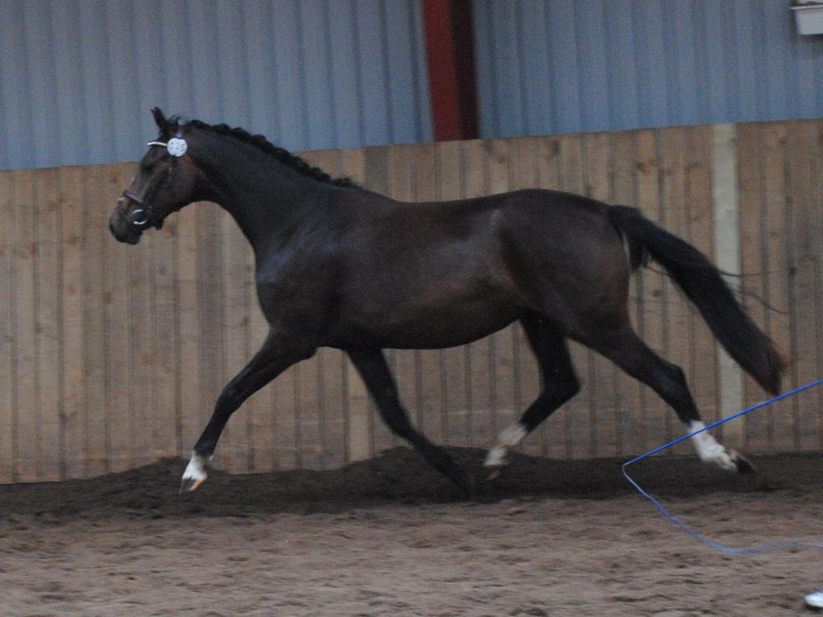 Dansk Varmblod Søballegårds Domina billede 3