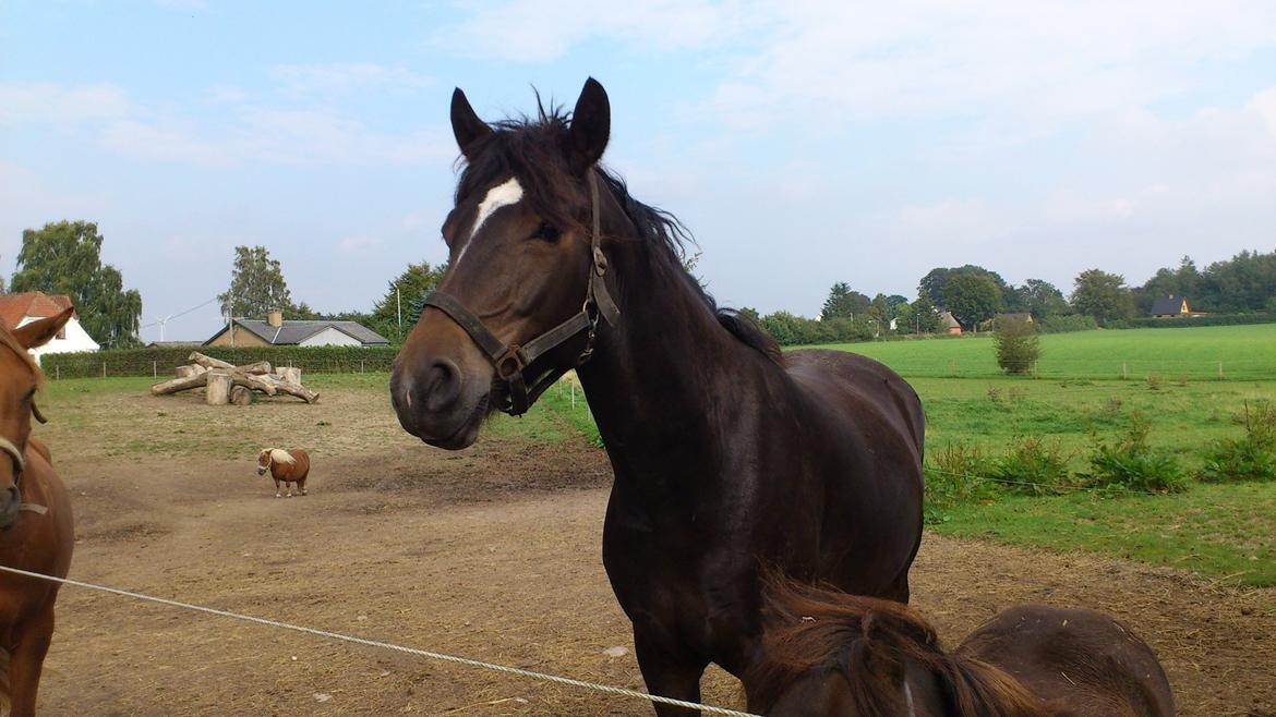 Anden særlig race Prins Charming *Har redet* - Smukke<3 billede 1