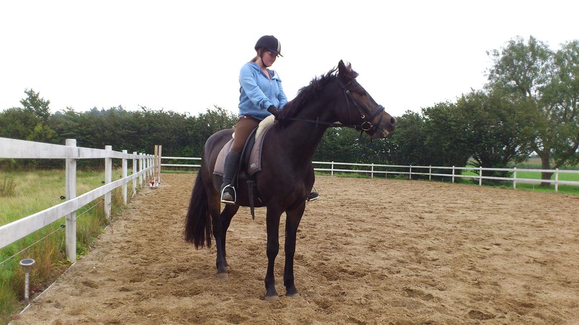 Anden særlig race Prins Charming *Har redet* billede 5