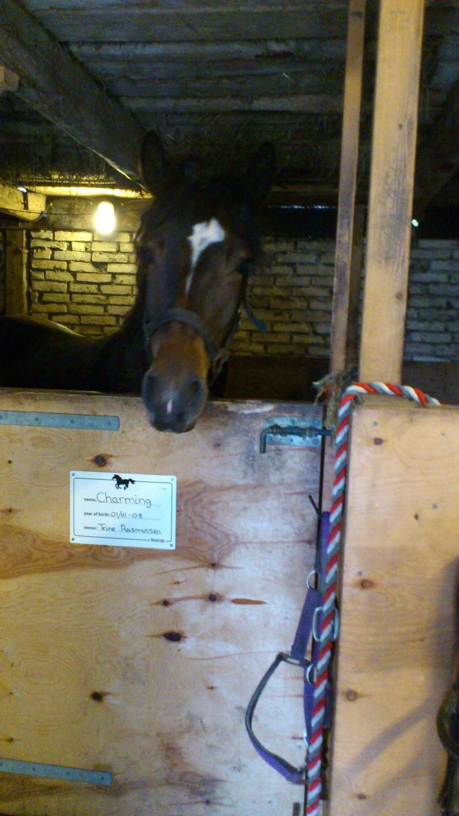 Anden særlig race Prins Charming *Har redet* billede 6