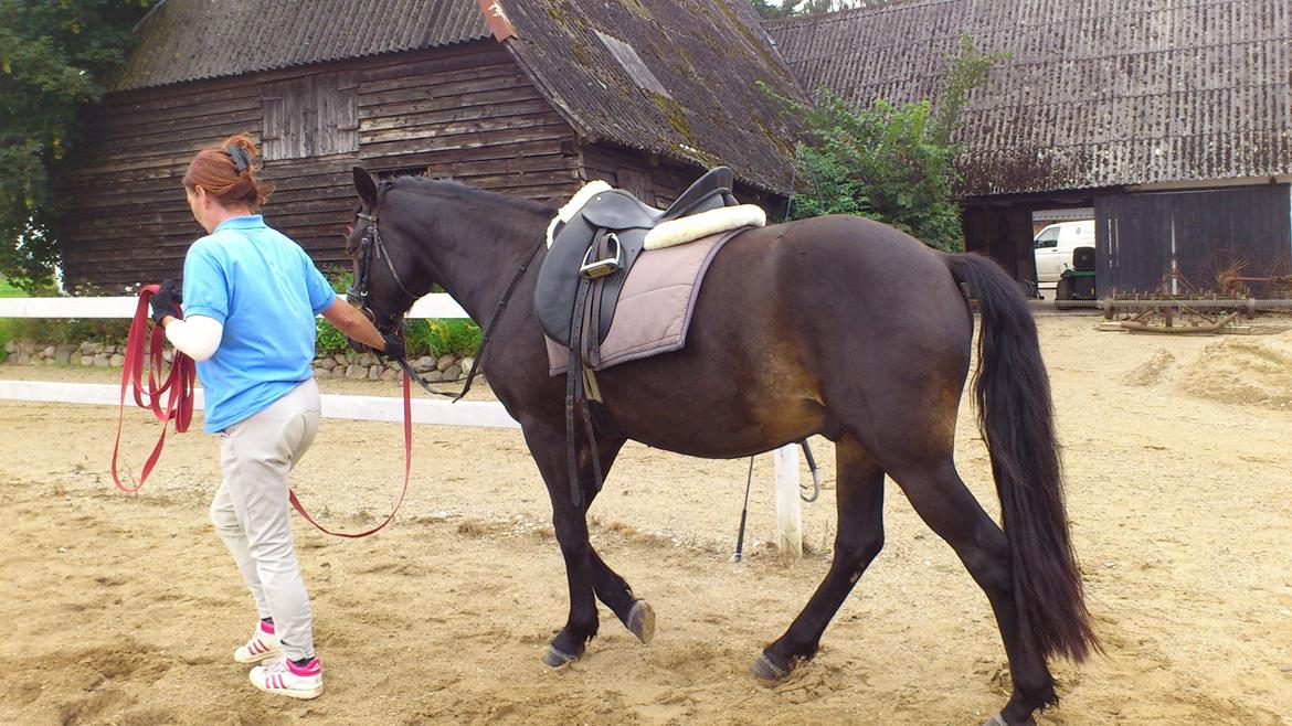 Anden særlig race Prins Charming *Har redet* billede 9