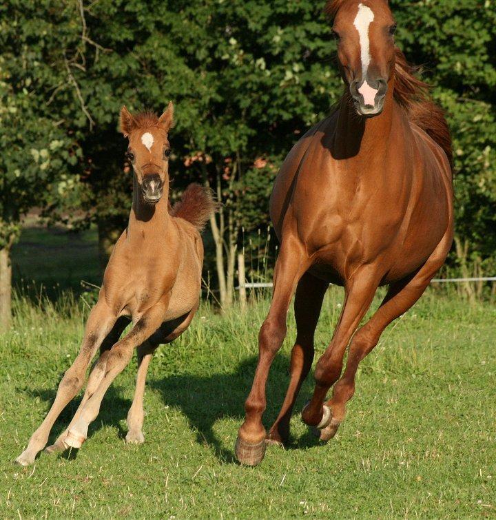 Arabisk fuldblod (OX) Shamiaah APN ( LEASET 2022-23) SOLGT billede 16