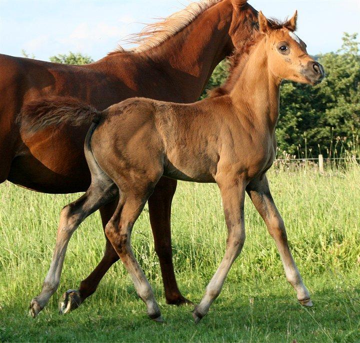 Arabisk fuldblod (OX) Shamiaah APN ( LEASET 2022-23) SOLGT billede 17
